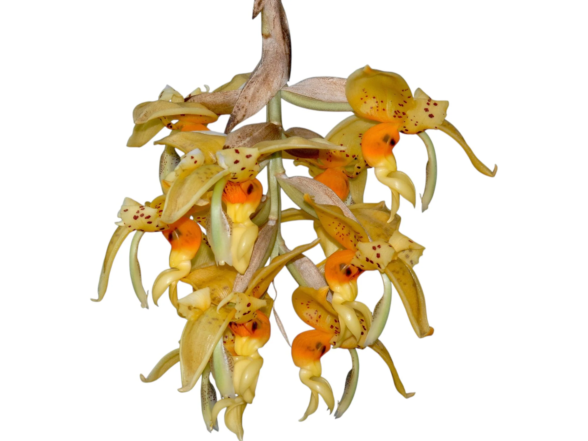 Stanhopea embreei orange