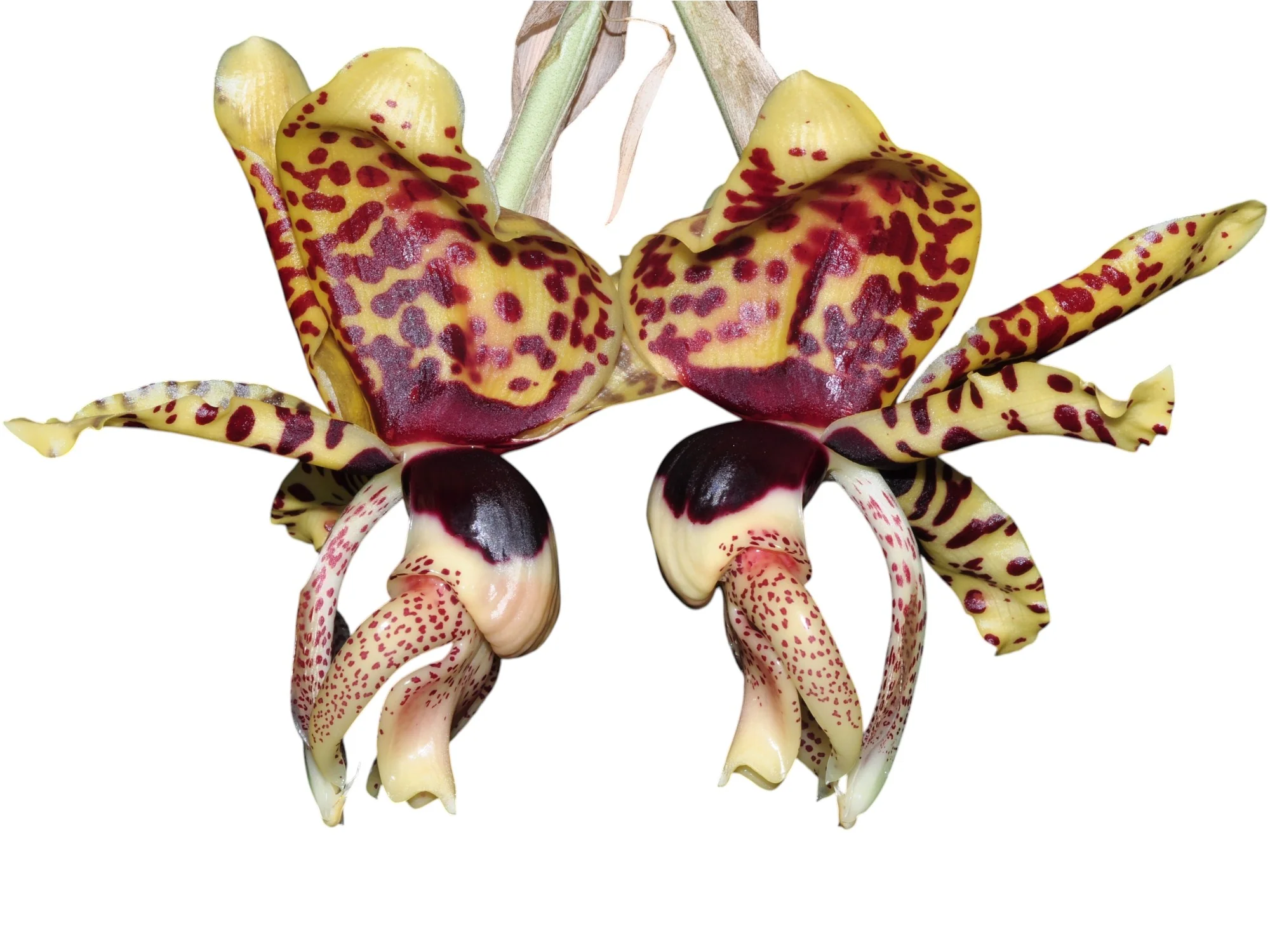 Stanhopea nigroviolacea