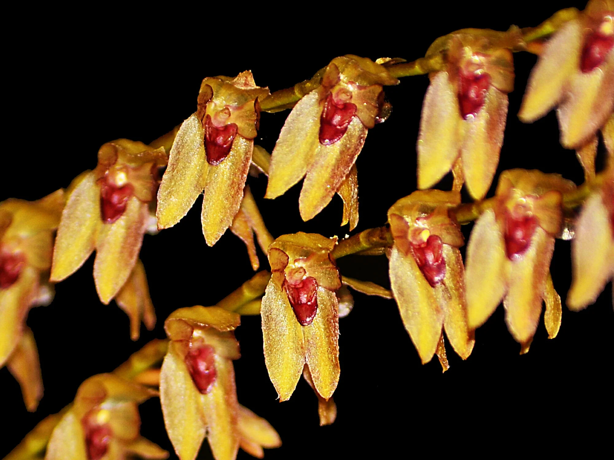Stelis galeata (5 cm Topf)