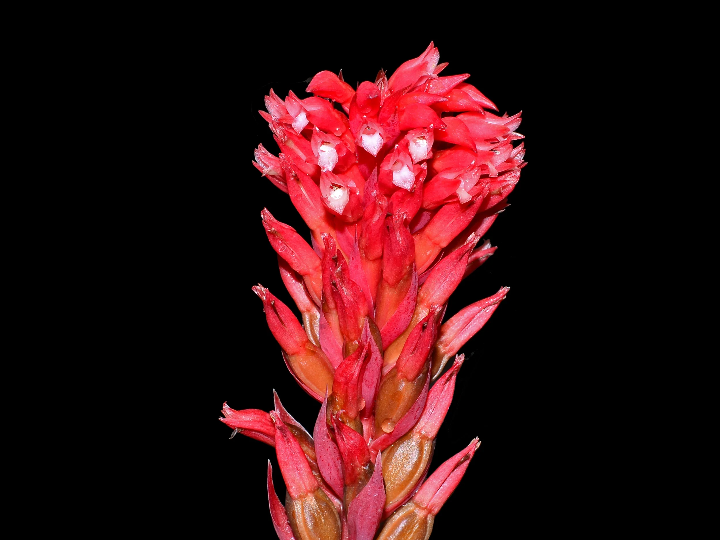 Stenorrhynchos speciosum - Image 2