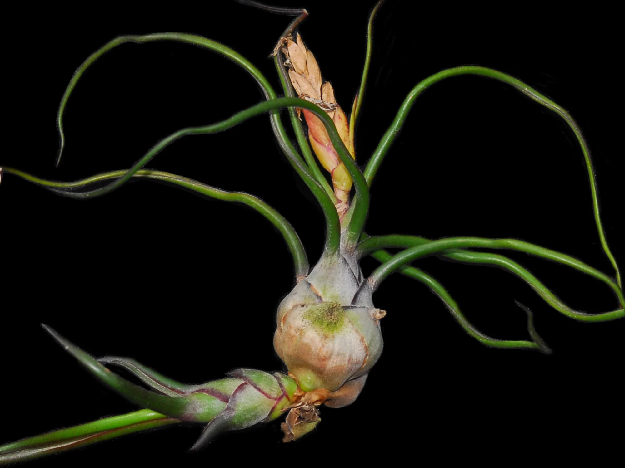 Tillandsia bulbosa - Image 2