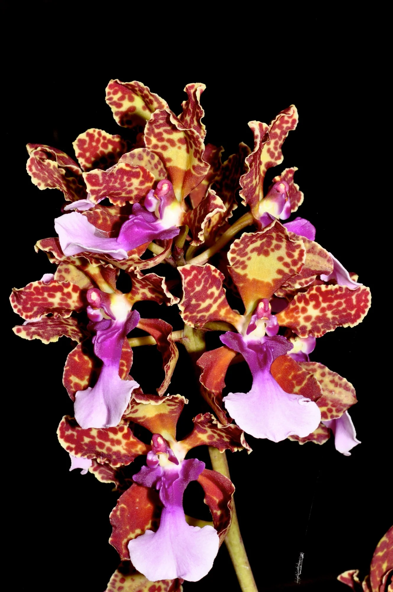 Trichocentrum lanceanum - Image 2