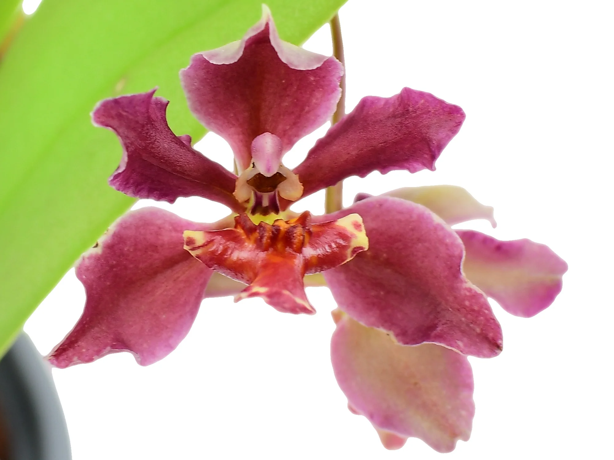 Trichocentrum Pepe Portilla