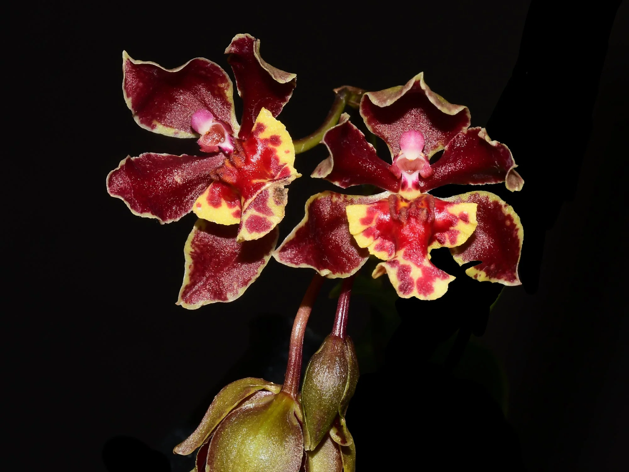 Trichocentrum Pepe Portilla - Image 3