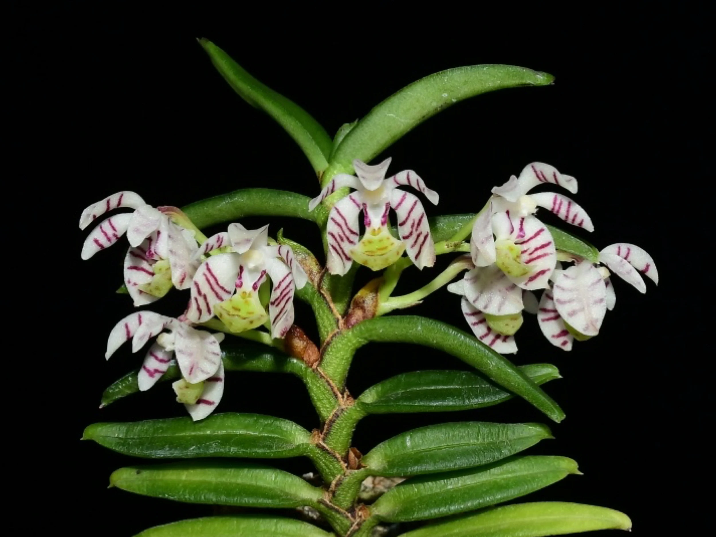 Trichoglottis pusilla - Image 2