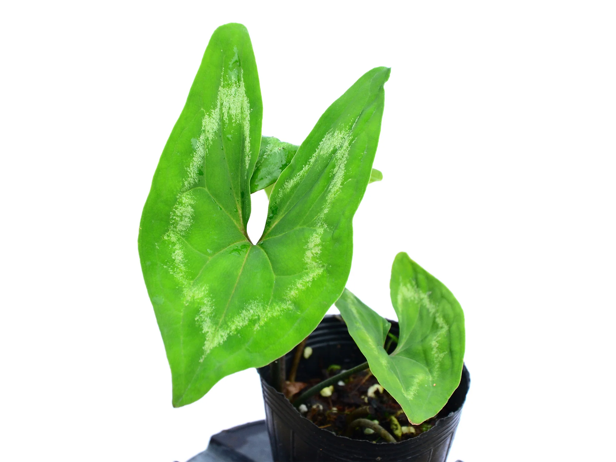 Ulearum donburnsii 'Crown'
