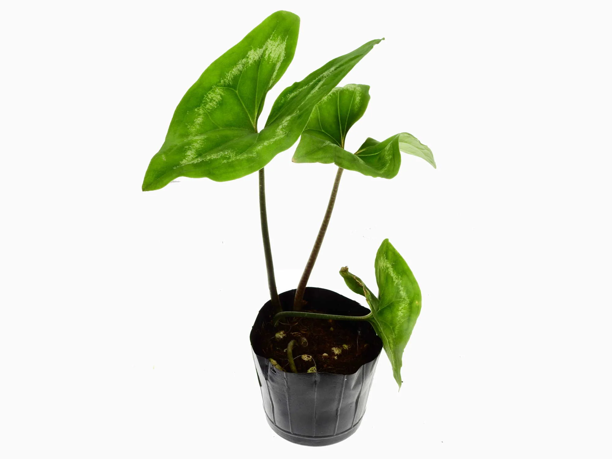 Ulearum donburnsii 'Crown' - Image 2