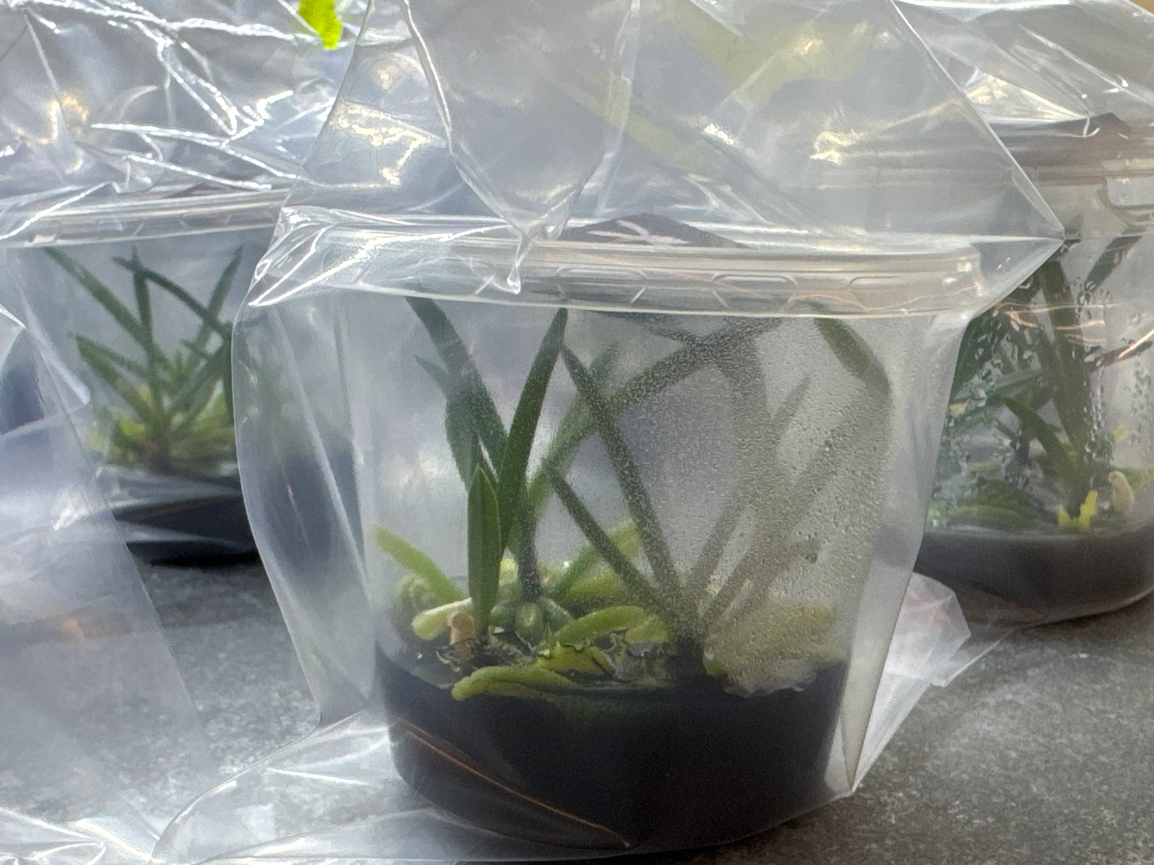 Vanda falcata 'shutenno' OP in vitro - Image 2
