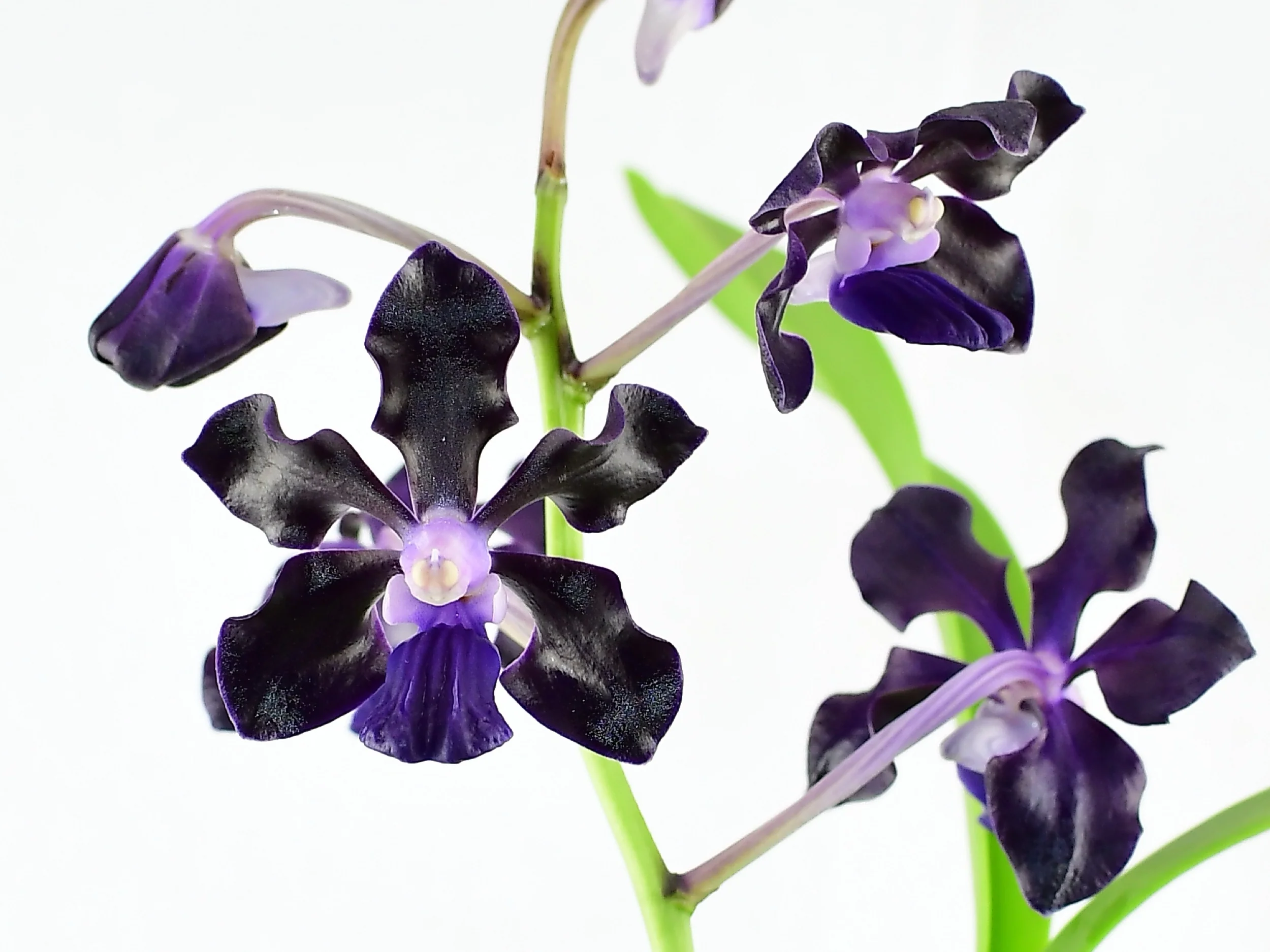Vanda Jairak Black Knight 'Obsidian'