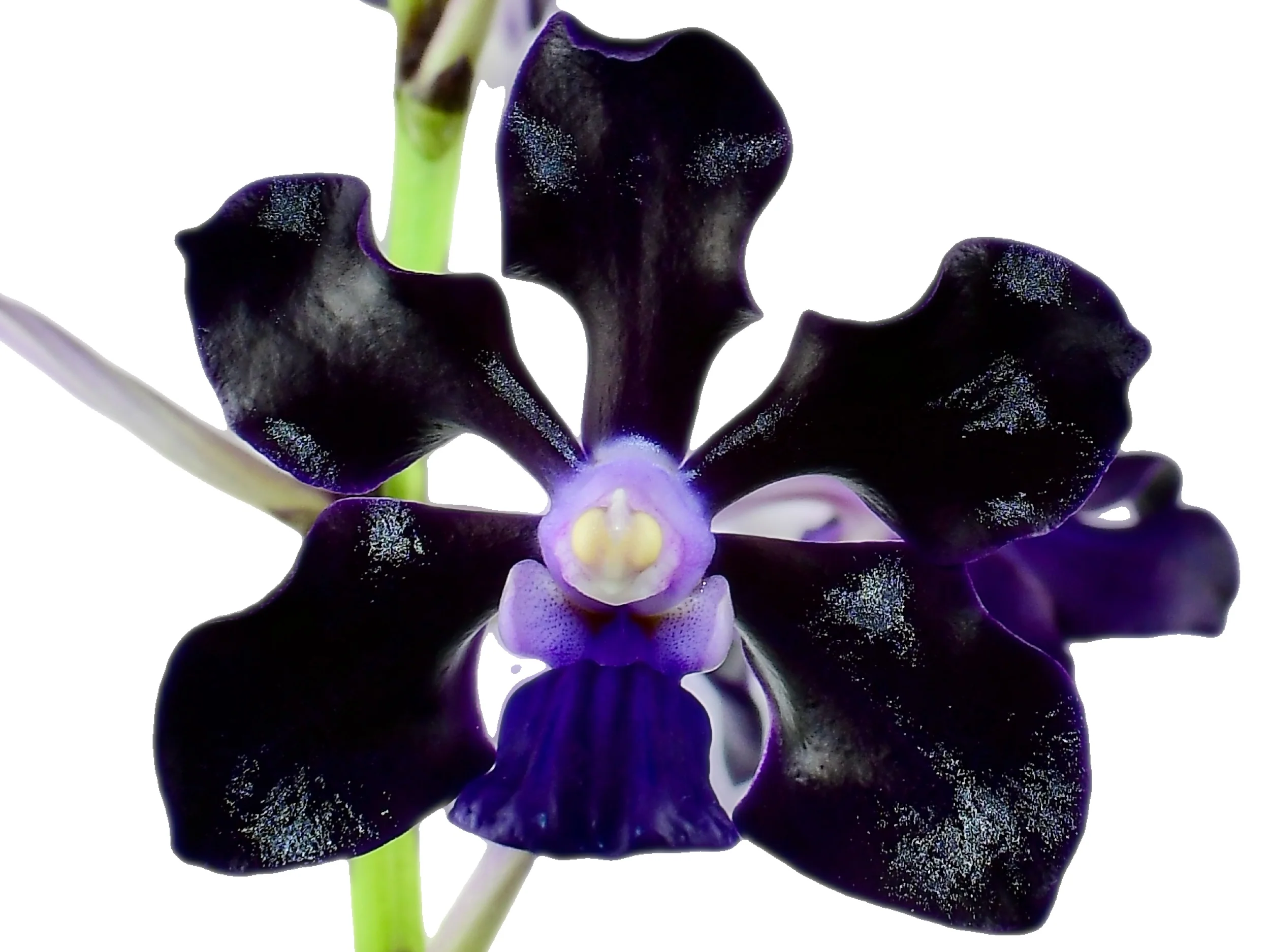 Vanda Jairak Black Knight 'Obsidian' - Image 2