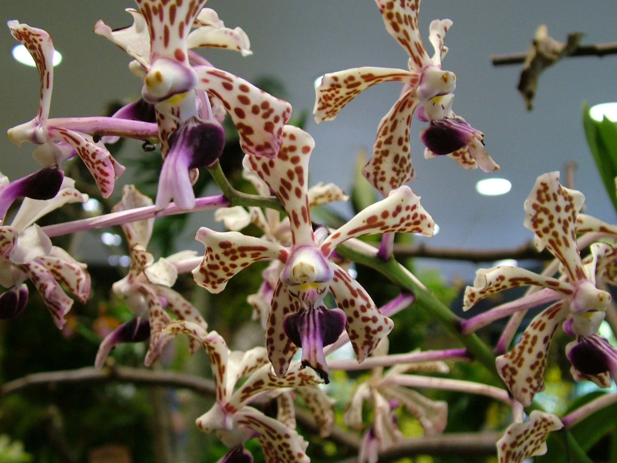 Vanda tricolor var suavis (5 cm Topf)