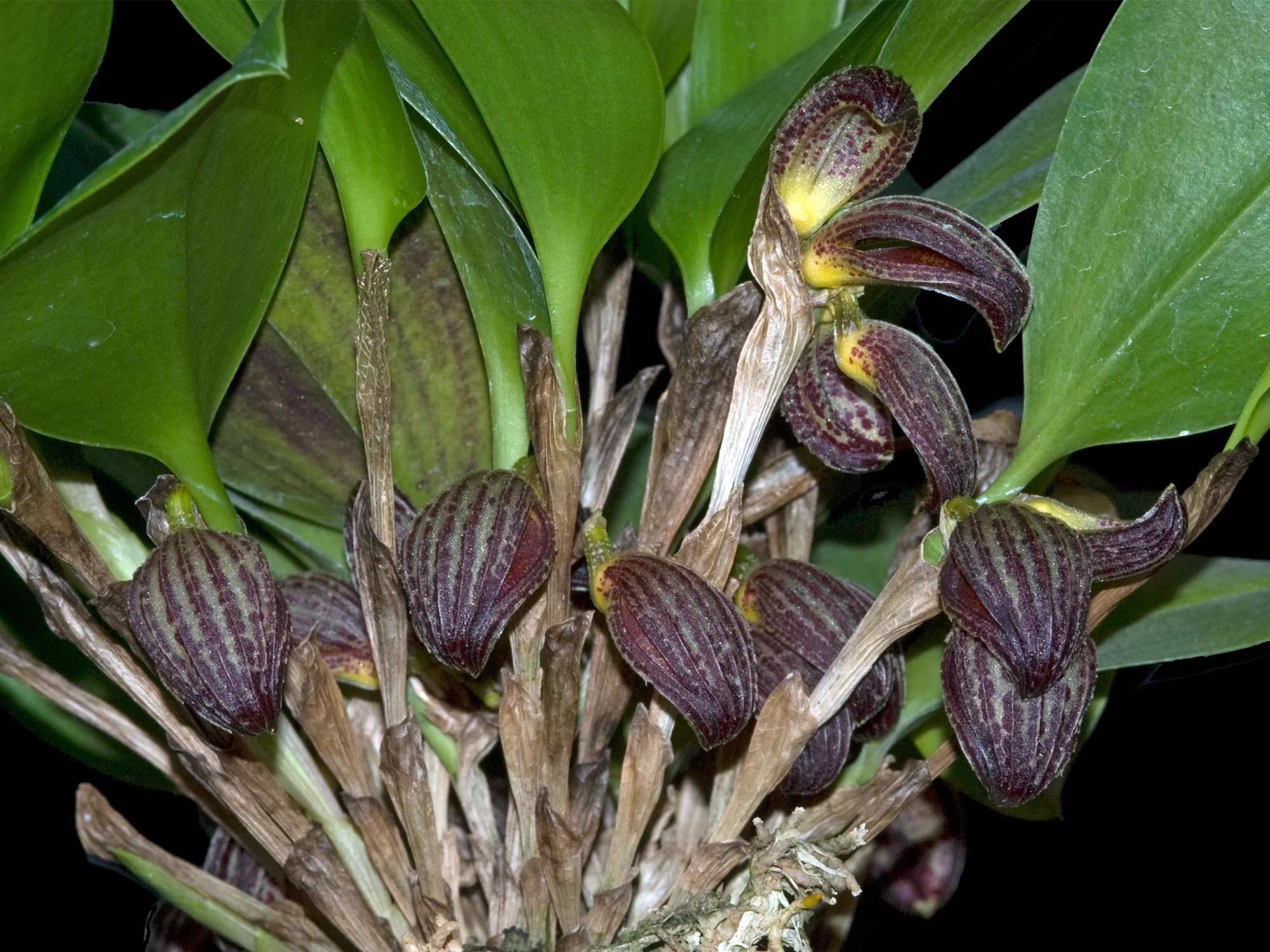 Zootrophion dayanum (5 cm Topf) - Image 2