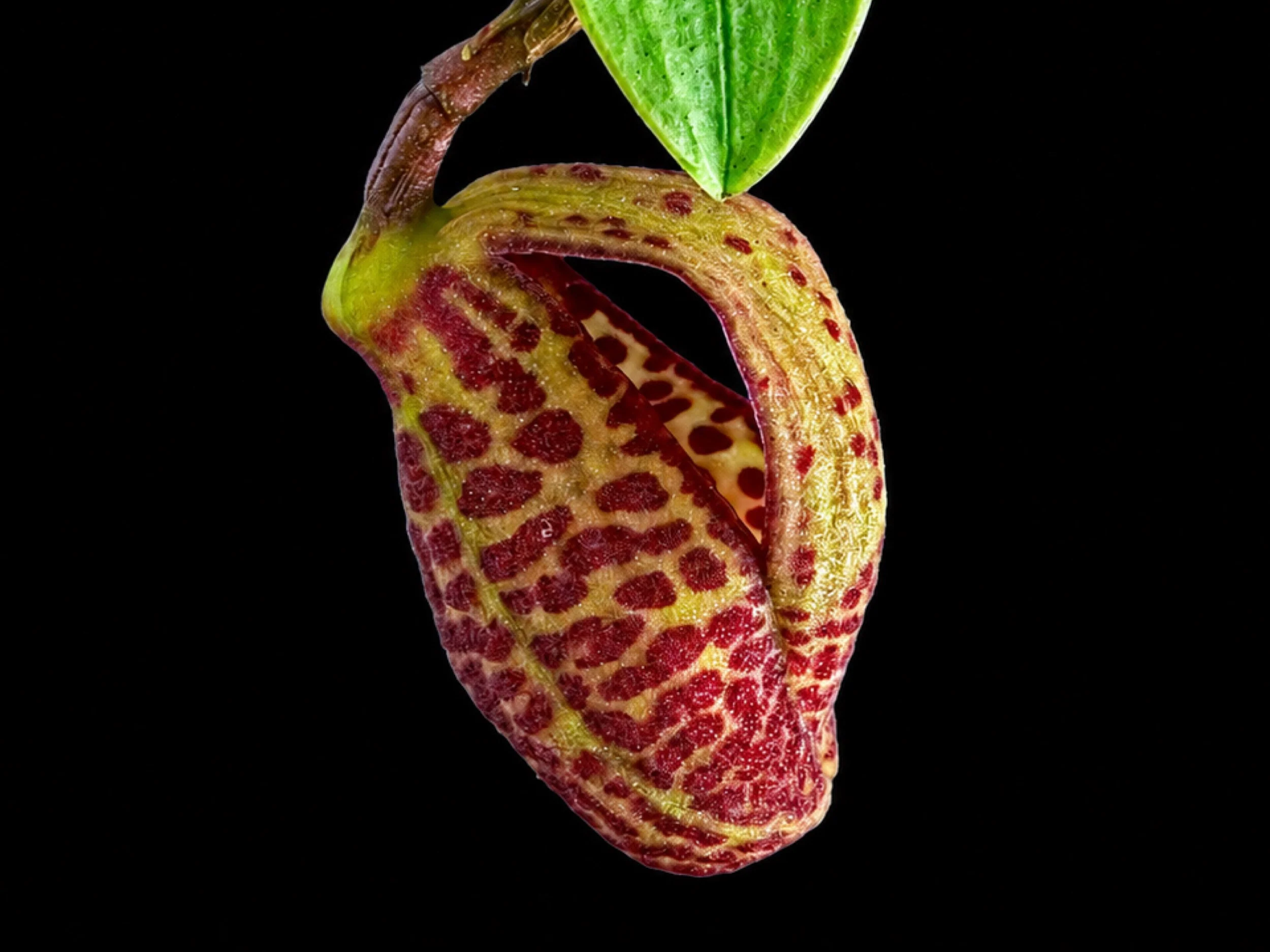 Zootrophion serpentinum - Image 2
